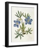 Cut-Leaved Violet or Bird'S-Foot Violet or Crowfoot Violet-William Curtis-Framed Photographic Print