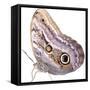 Cut-Out of Owl Butterfly {Caligo Sp} Costa Rica. Digital Composite-Mark Taylor-Framed Stretched Canvas