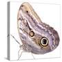 Cut-Out of Owl Butterfly {Caligo Sp} Costa Rica. Digital Composite-Mark Taylor-Stretched Canvas