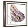 Cut-Out of Owl Butterfly {Caligo Sp} Costa Rica. Digital Composite-Mark Taylor-Framed Premium Photographic Print