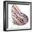 Cut-Out of Owl Butterfly {Caligo Sp} Costa Rica. Digital Composite-Mark Taylor-Framed Premium Photographic Print