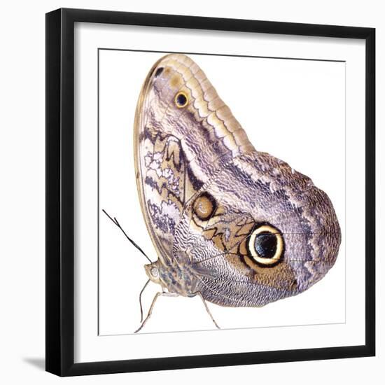 Cut-Out of Owl Butterfly {Caligo Sp} Costa Rica. Digital Composite-Mark Taylor-Framed Premium Photographic Print