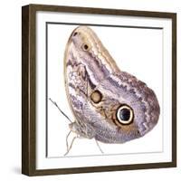 Cut-Out of Owl Butterfly {Caligo Sp} Costa Rica. Digital Composite-Mark Taylor-Framed Photographic Print