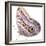 Cut-Out of Owl Butterfly {Caligo Sp} Costa Rica. Digital Composite-Mark Taylor-Framed Photographic Print