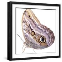 Cut-Out of Owl Butterfly {Caligo Sp} Costa Rica. Digital Composite-Mark Taylor-Framed Photographic Print