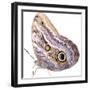 Cut-Out of Owl Butterfly {Caligo Sp} Costa Rica. Digital Composite-Mark Taylor-Framed Photographic Print