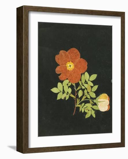 Cut Out Watercolour of a Flower, circa 1783-Margaret Nash-Framed Giclee Print