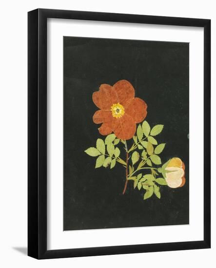 Cut Out Watercolour of a Flower, circa 1783-Margaret Nash-Framed Giclee Print