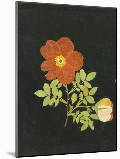 Cut Out Watercolour of a Flower, circa 1783-Margaret Nash-Mounted Giclee Print