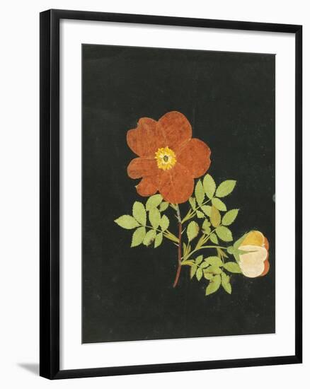 Cut Out Watercolour of a Flower, circa 1783-Margaret Nash-Framed Giclee Print