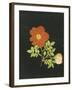 Cut Out Watercolour of a Flower, circa 1783-Margaret Nash-Framed Giclee Print