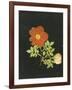 Cut Out Watercolour of a Flower, circa 1783-Margaret Nash-Framed Giclee Print