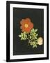 Cut Out Watercolour of a Flower, circa 1783-Margaret Nash-Framed Giclee Print