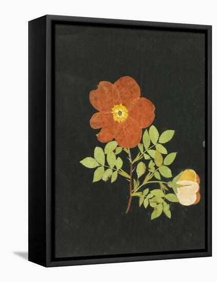 Cut Out Watercolour of a Flower, circa 1783-Margaret Nash-Framed Stretched Canvas