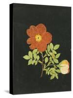 Cut Out Watercolour of a Flower, circa 1783-Margaret Nash-Stretched Canvas