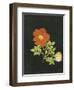 Cut Out Watercolour of a Flower, circa 1783-Margaret Nash-Framed Giclee Print