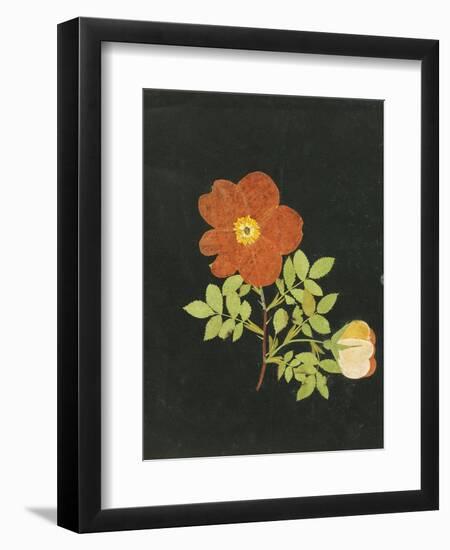 Cut Out Watercolour of a Flower, circa 1783-Margaret Nash-Framed Giclee Print