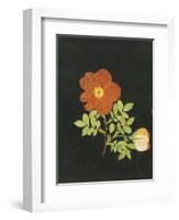 Cut Out Watercolour of a Flower, circa 1783-Margaret Nash-Framed Giclee Print