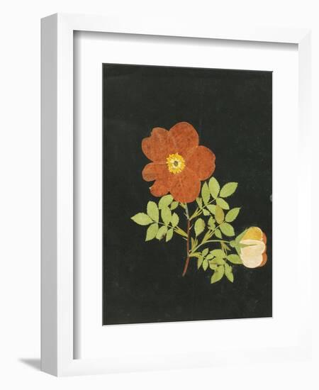 Cut Out Watercolour of a Flower, circa 1783-Margaret Nash-Framed Giclee Print