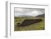 Cut Peat Stacked up for Winter, Connemara, County Galway, Connacht, Republic of Ireland-Gary Cook-Framed Premium Photographic Print