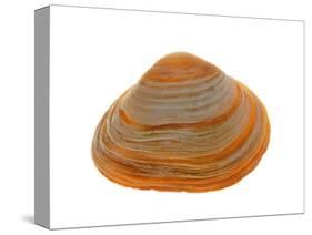 Cut Trough Shell, Belgium-Philippe Clement-Stretched Canvas