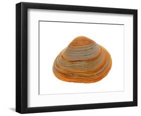 Cut Trough Shell, Belgium-Philippe Clement-Framed Photographic Print