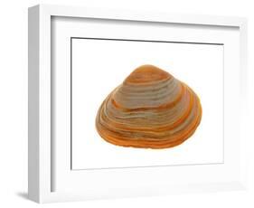 Cut Trough Shell, Belgium-Philippe Clement-Framed Photographic Print