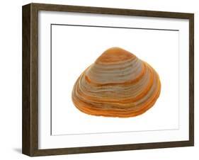 Cut Trough Shell, Belgium-Philippe Clement-Framed Photographic Print