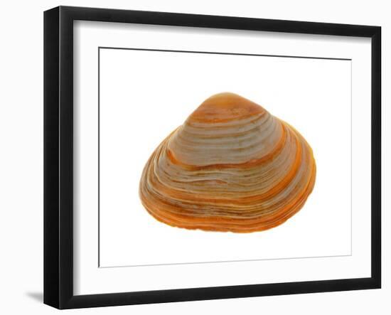 Cut Trough Shell, Belgium-Philippe Clement-Framed Photographic Print