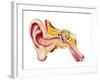 Cutaway Diagram of Human Ear-null-Framed Art Print