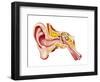 Cutaway Diagram of Human Ear-null-Framed Art Print