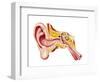 Cutaway Diagram of Human Ear-null-Framed Art Print