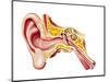 Cutaway Diagram of Human Ear-null-Mounted Art Print