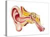 Cutaway Diagram of Human Ear-null-Stretched Canvas