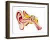 Cutaway Diagram of Human Ear-null-Framed Art Print