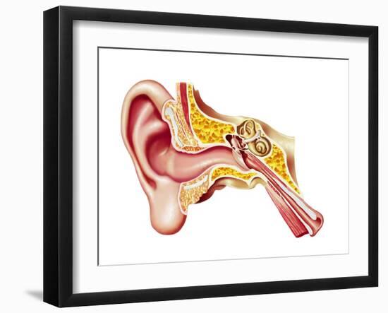 Cutaway Diagram of Human Ear-null-Framed Art Print