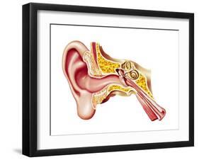 Cutaway Diagram of Human Ear-null-Framed Art Print