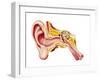 Cutaway Diagram of Human Ear-null-Framed Art Print