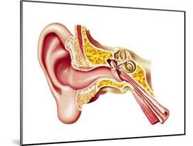 Cutaway Diagram of Human Ear-null-Mounted Art Print