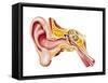 Cutaway Diagram of Human Ear-null-Framed Stretched Canvas