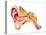 Cutaway Diagram of Human Ear-null-Stretched Canvas