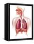 Cutaway Diagram of Human Respiratory System-null-Framed Stretched Canvas