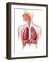 Cutaway Diagram of Human Respiratory System-null-Framed Art Print