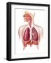 Cutaway Diagram of Human Respiratory System-null-Framed Art Print