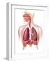 Cutaway Diagram of Human Respiratory System-null-Framed Art Print