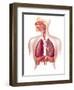 Cutaway Diagram of Human Respiratory System-null-Framed Art Print