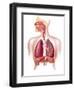 Cutaway Diagram of Human Respiratory System-null-Framed Art Print