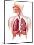 Cutaway Diagram of Human Respiratory System-null-Mounted Art Print