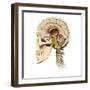 Cutaway View of Human Skull Showing Brain Details, Side View-null-Framed Art Print