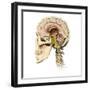 Cutaway View of Human Skull Showing Brain Details, Side View-null-Framed Art Print
